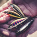 Rapala Countdown Elite Lures