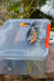 Rapala Tackle Trays