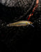 Rapala Precision Xtreme Air Boss Lures