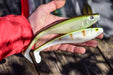 Rapala Soft Peto Lures