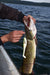 Rapala Soft Peto Lures