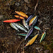 Rapala Countdown Elite Lures