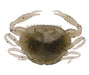 Berkley Gulp! Saltwater Peeler Crab Lures