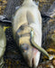 Westin Sandy Andy Weedless Jig Lures