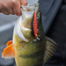 Rapala Precision Xtreme Air Boss Lures